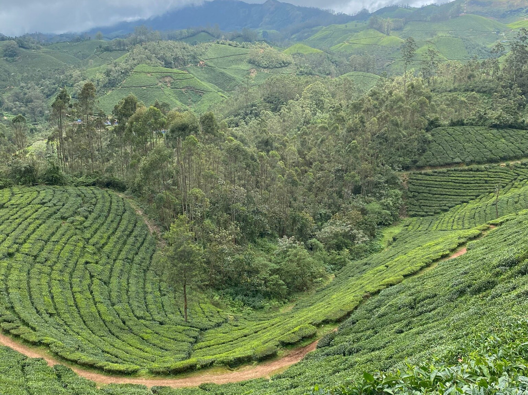 Munnar Info景点图片