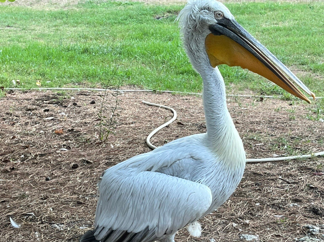Laguna e Karavastasë-Divjake必去景点
