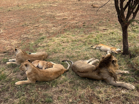Tanzania Kanyenga-阿鲁沙必去景点