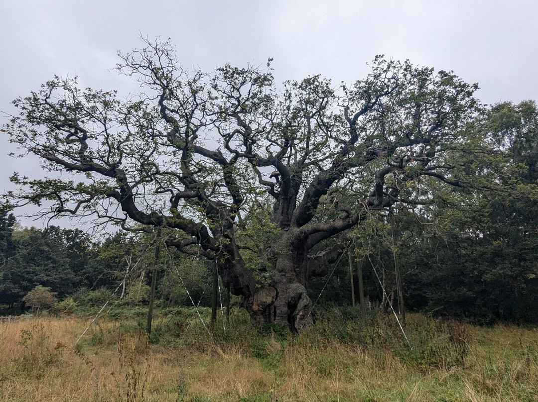 Sherwood Forest-诺丁汉郡必去景点