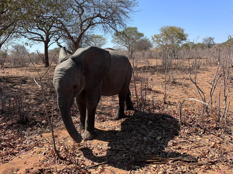 Passionate Tours and Travel-李文斯顿必去景点