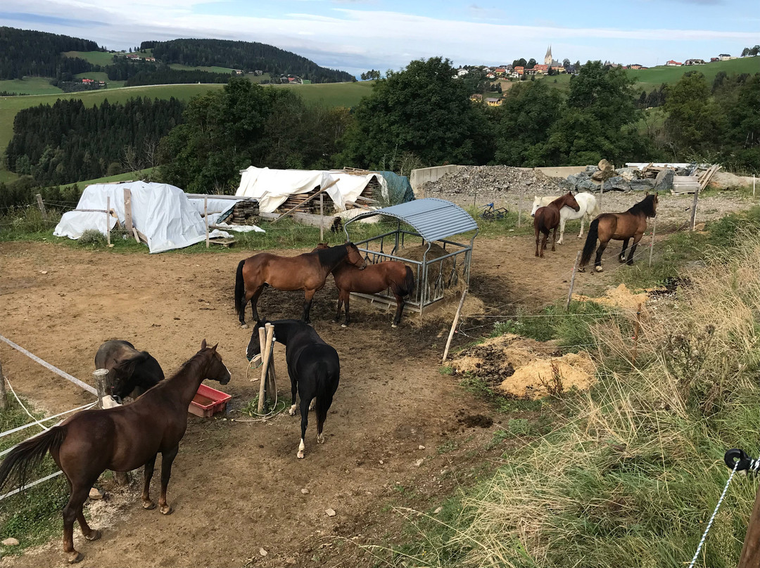 Gasthof Hotel Petschnighof主图