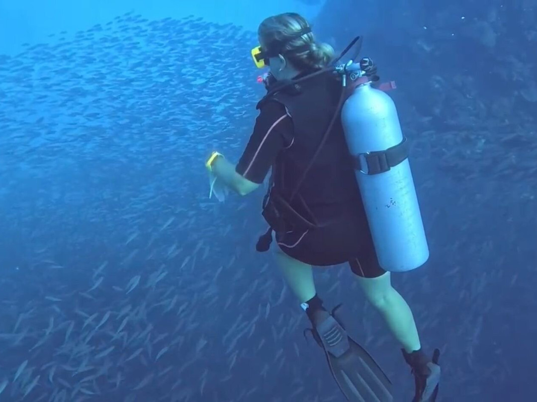 Red Snapper Diving-Dorp Sint Michiel必去景点