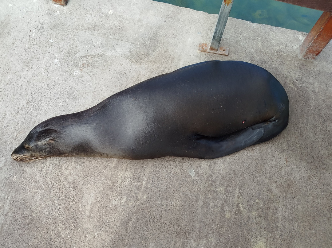 Cruise In Galapagos-阿约拉港必去景点