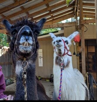 Smoky Mountain Llama Treks景点图片