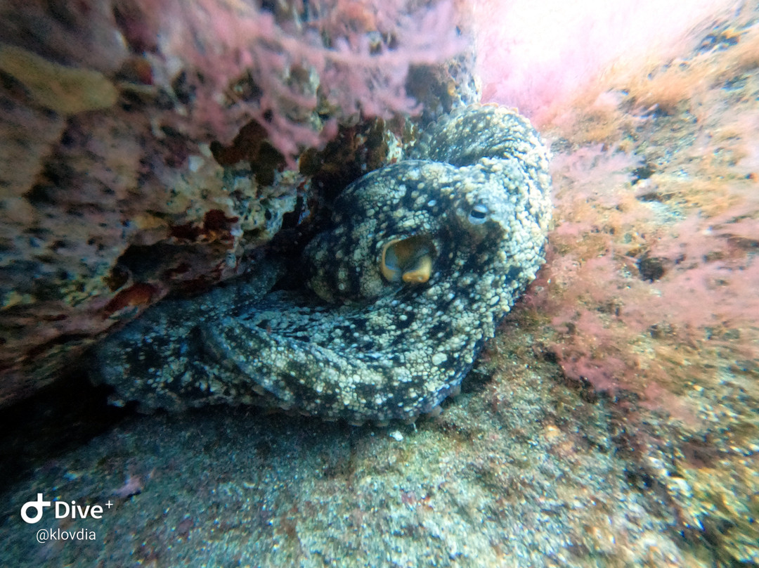 Ecological Divers Tenerife-Los Abrigos必去景点