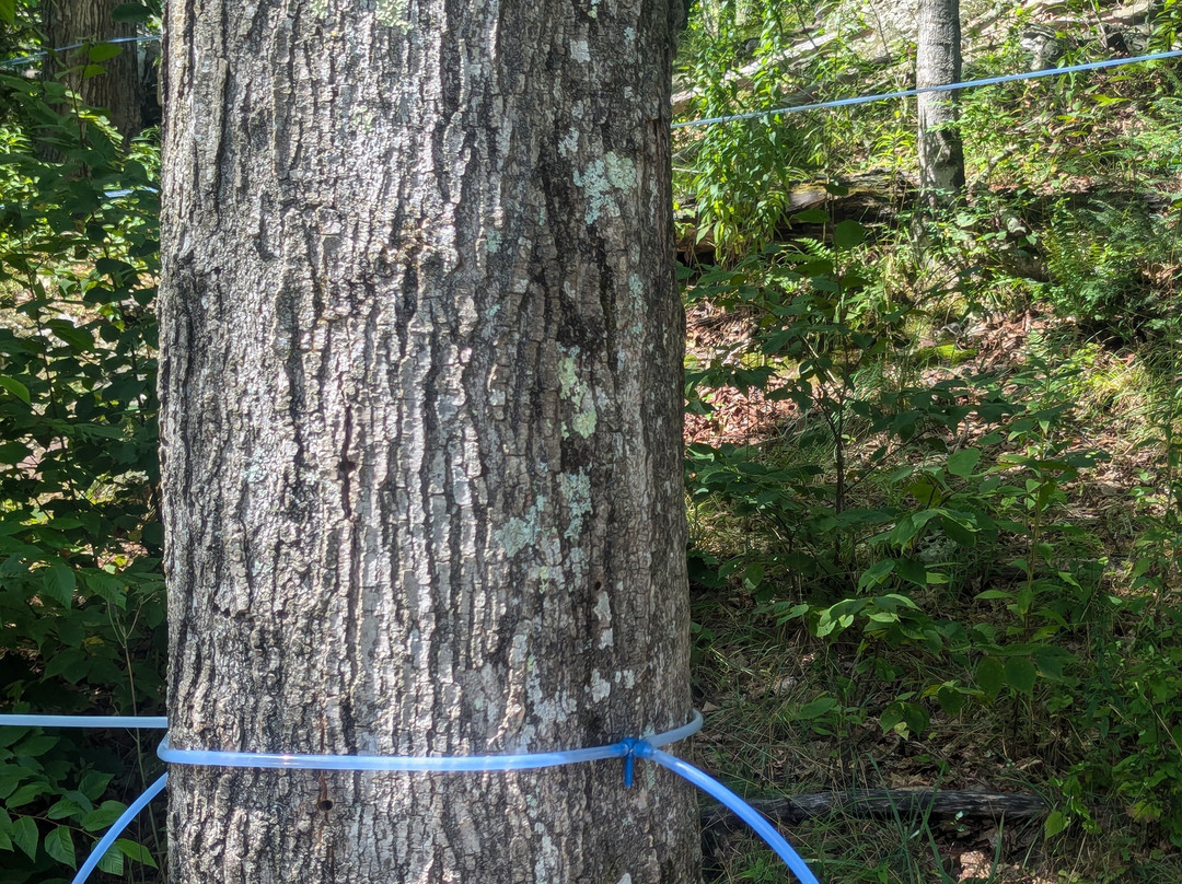 Baird Farm Vermont Maple Syrup-奇滕登必去景点