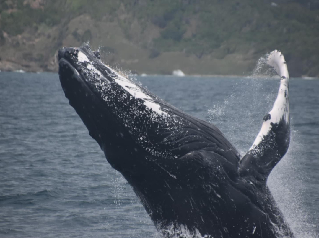 Port Jet Cruise Adventures-麦克夸利港必去景点