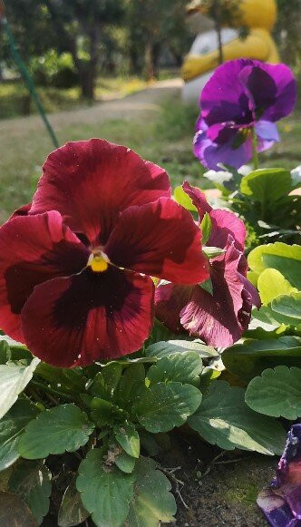 Butterfly Park-昌迪加必去景点