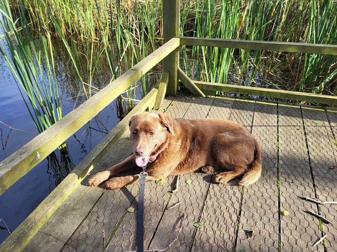 Fairhaven Woodland and Water Garden景点图片