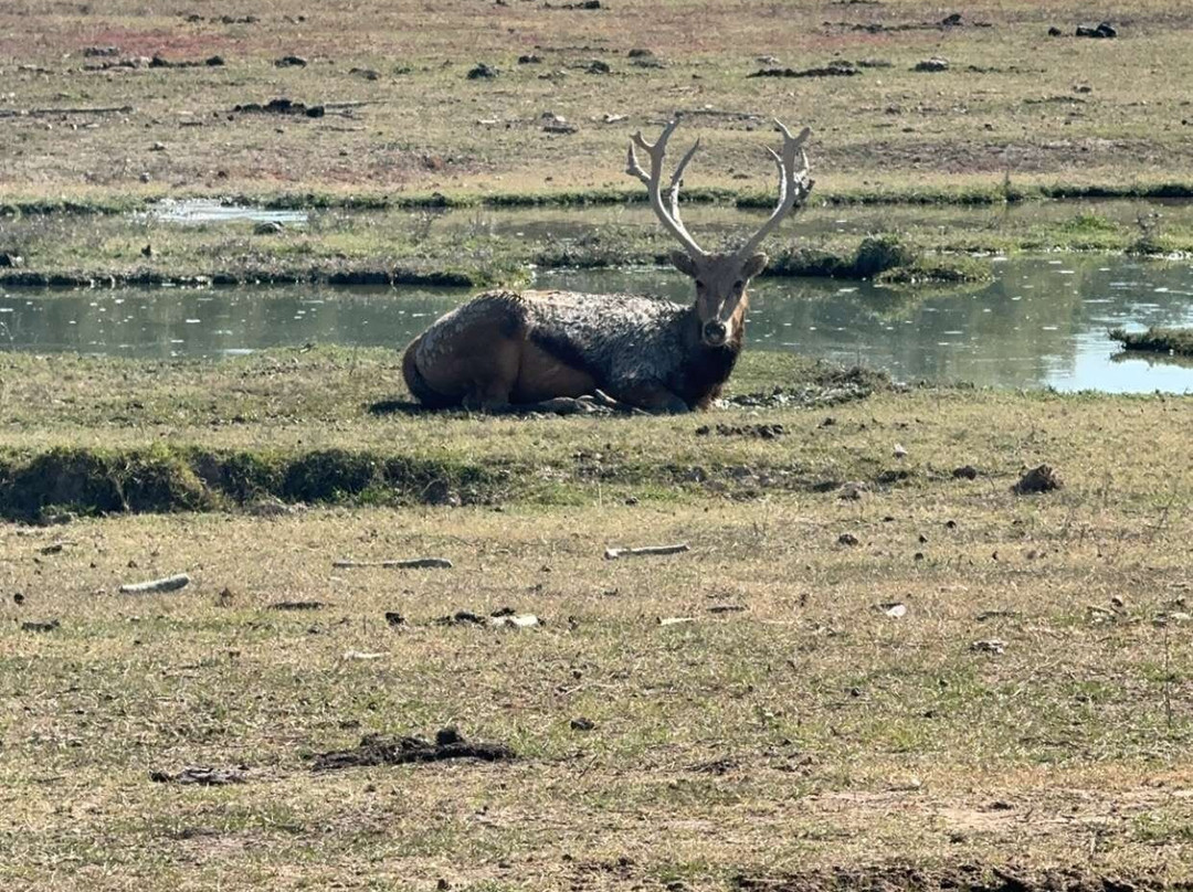 Wild Country Safari Park景点图片