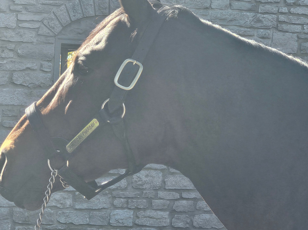 Coolmore America - Ashford Stud-Versailles必去景点