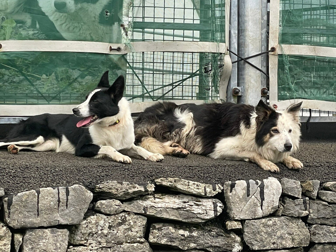 Caherconnell Stone Fort & Sheepdog Demonstrations-Caherconnell必去景点