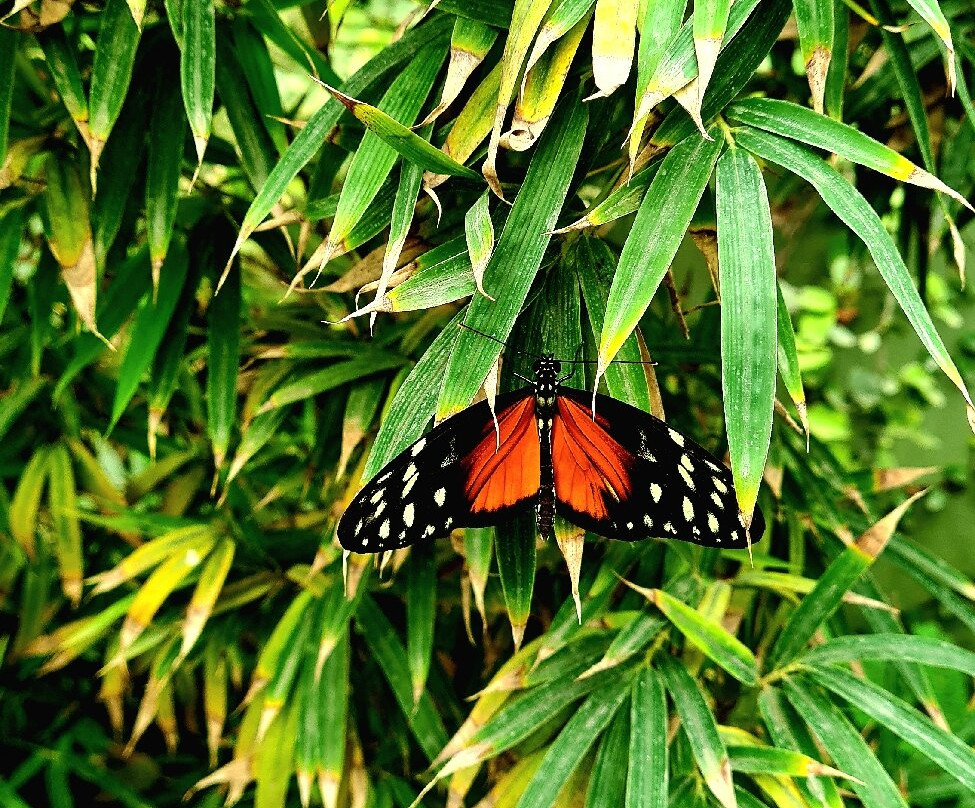 Butterfly Park Empuriabrava景点图片