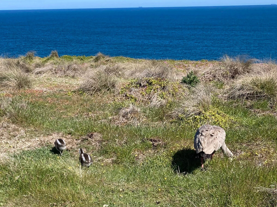 The Nobbies-萨默兰必去景点