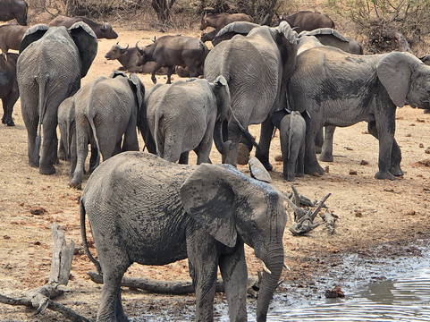 Traveling Man Safaris-庞帕诺比奇必去景点