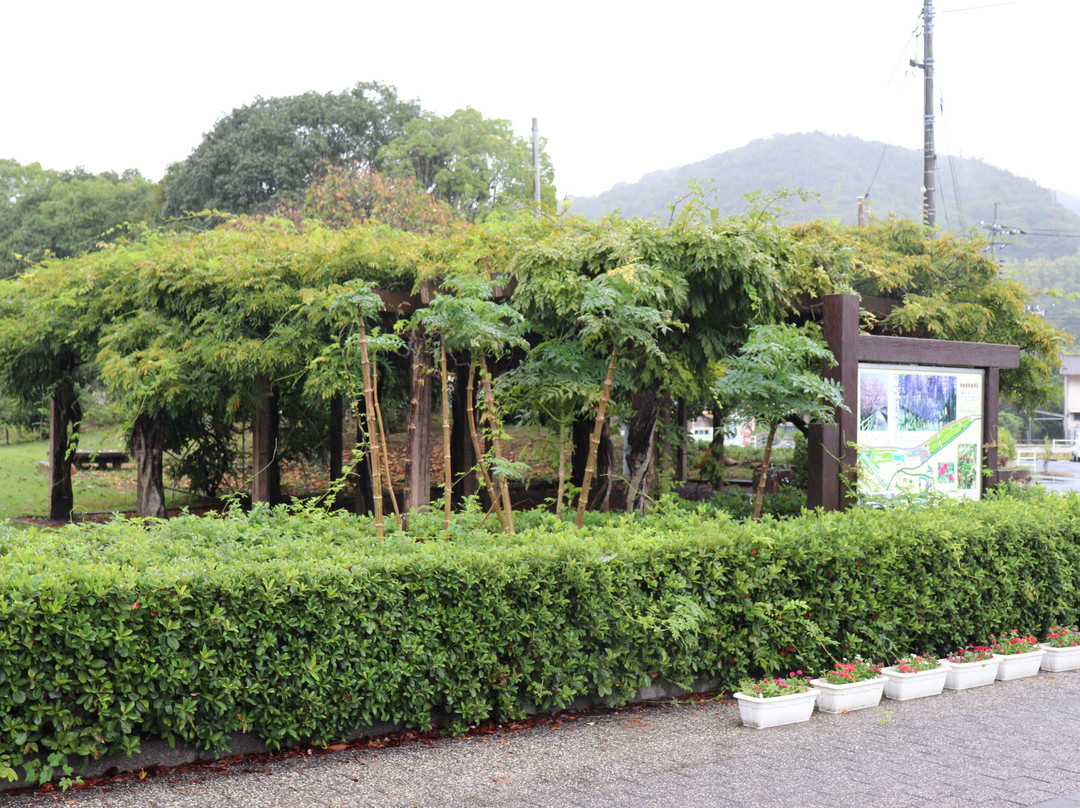 Omishima Fuji Park-今治市必去景点