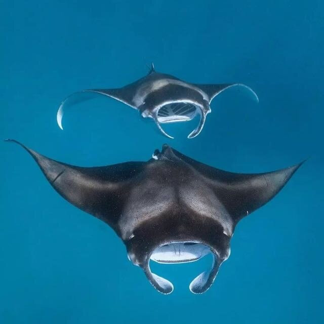 Manta Discovery-Ped必去景点