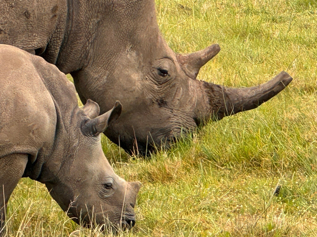 Safari Royale-安汪嘎石必去景点