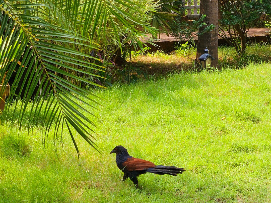 Meiveda Ayurveda Beach Resort主图