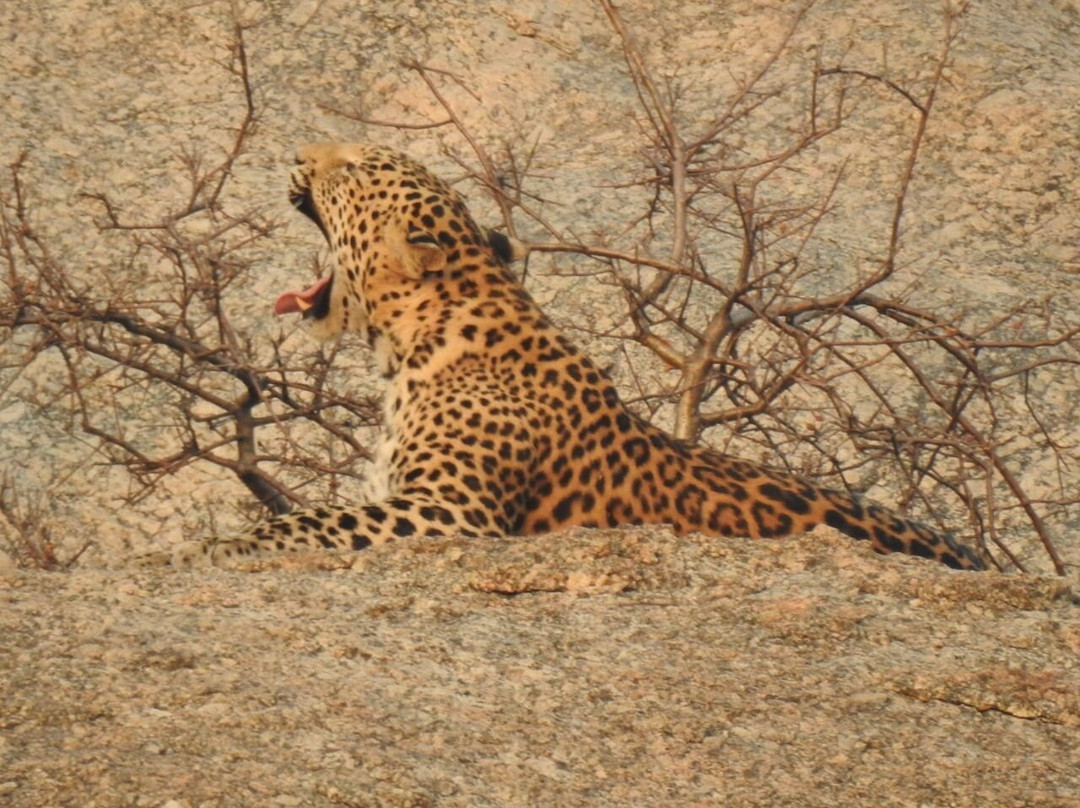 Jawai Balwant Vilas主图