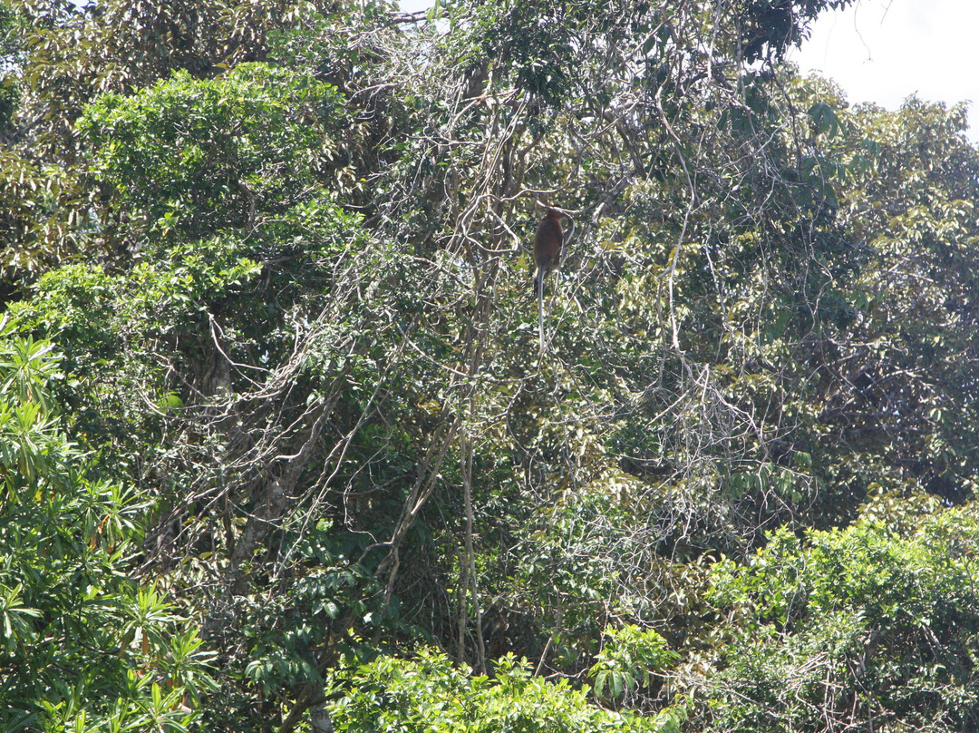 克里亚斯湿地-沙巴必去景点