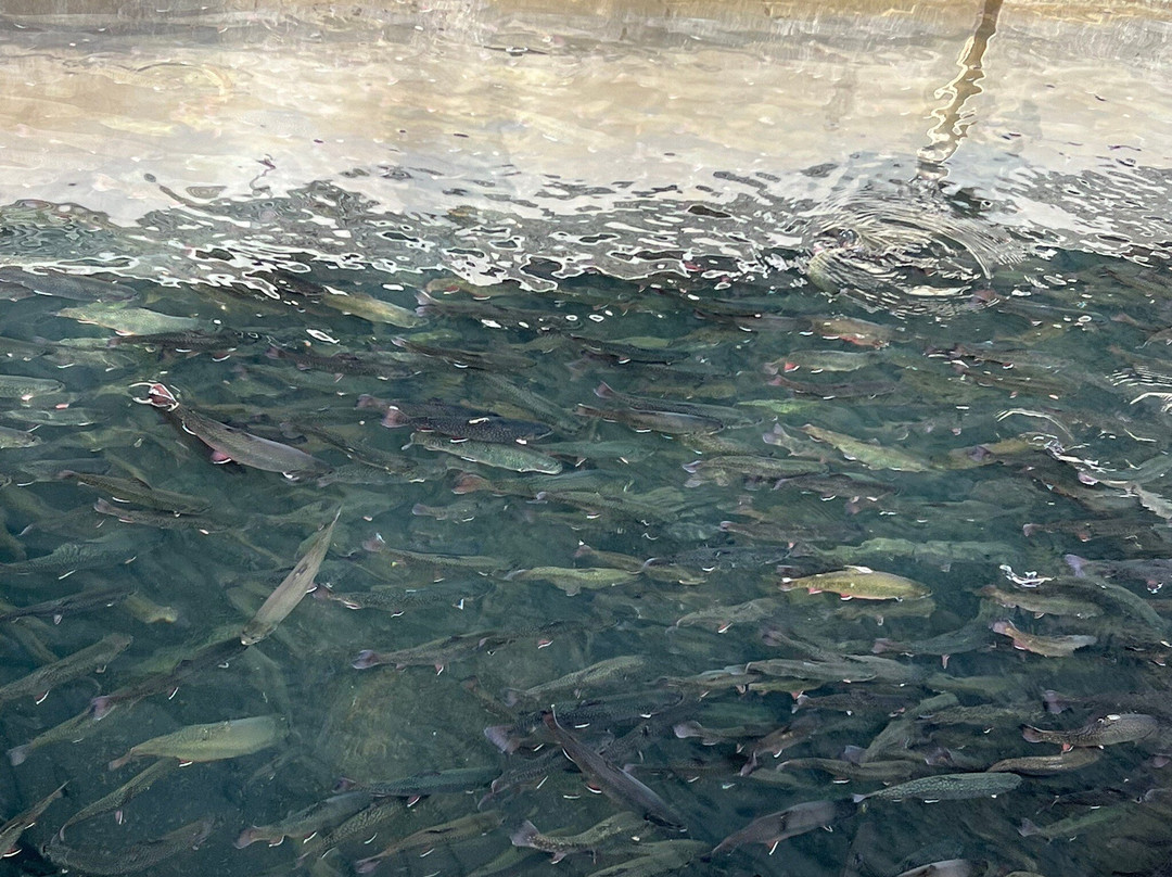 Tonto Creek Fish Hatchery-Payson必去景点
