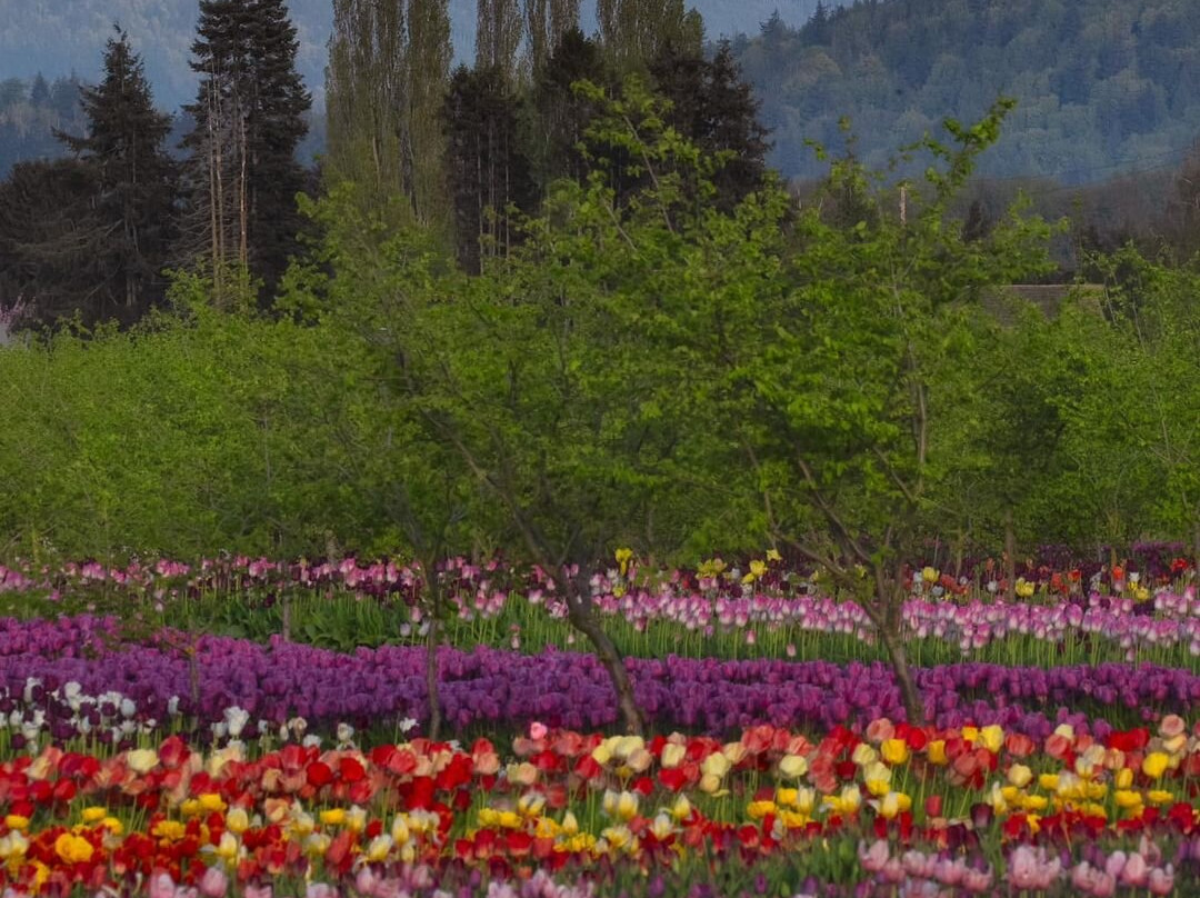 Tulip Valley Farms景点图片