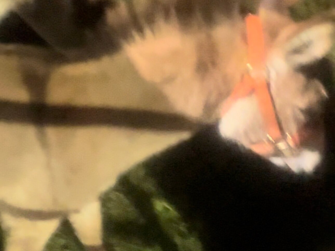 The Trump Store-Boones Mill必去景点