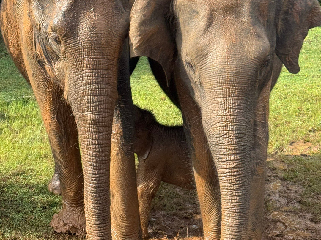 Sri Lanka Tour Experts-Nanu Oya必去景点