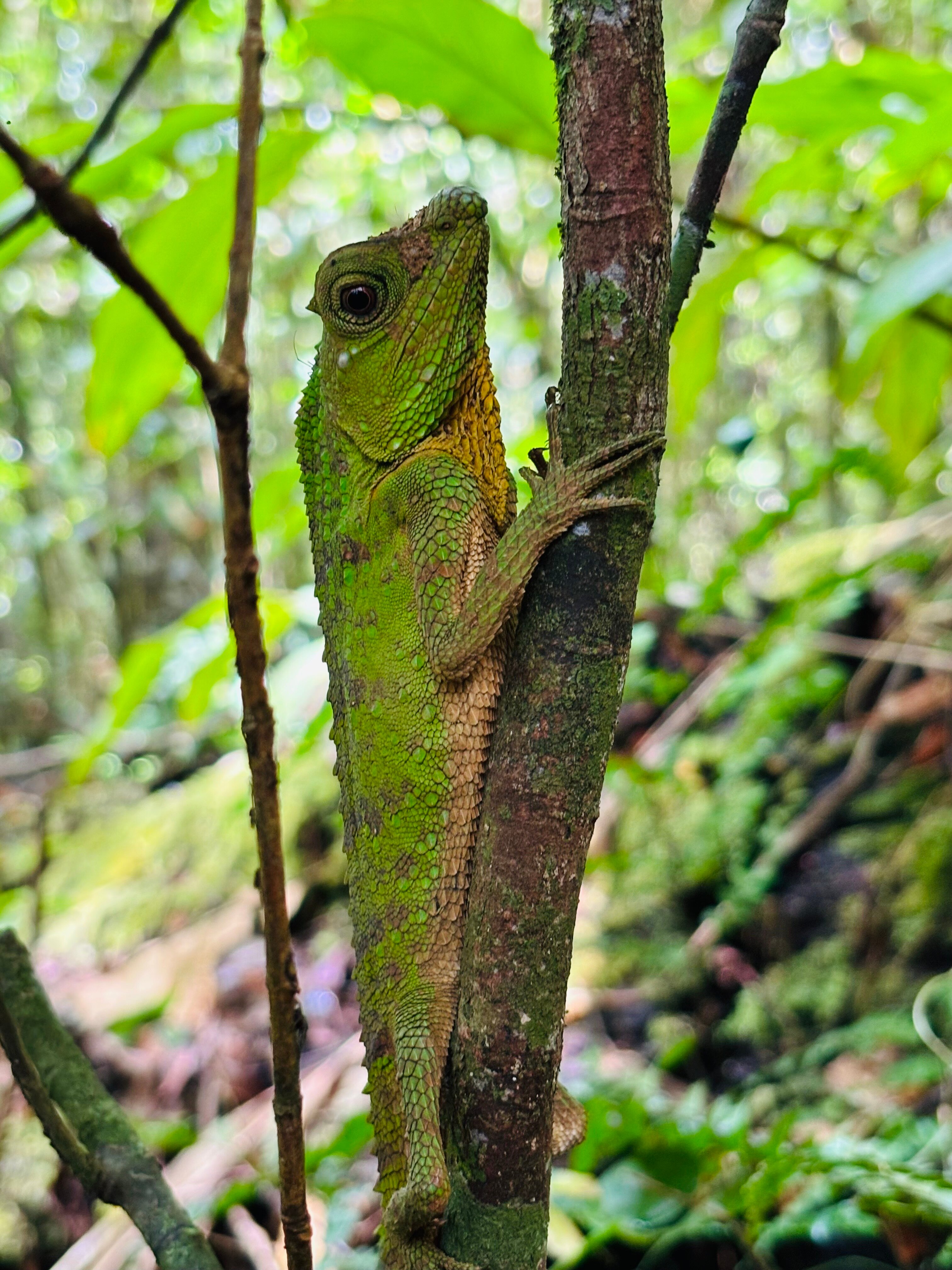 Rainforest Ecolodge-浴室