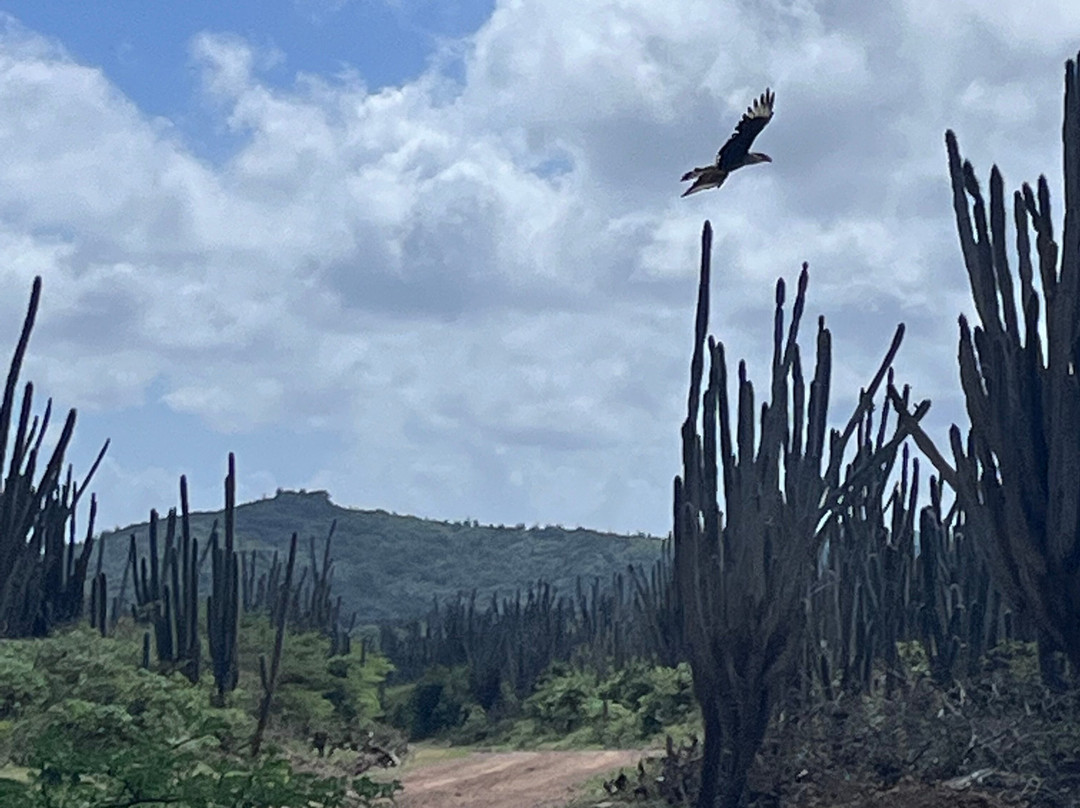 Washington Slagbaai National Park-Rincon必去景点