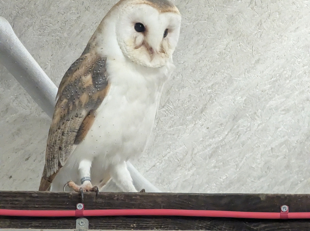 Leeds Castle Falconry Experiences-Leeds必去景点