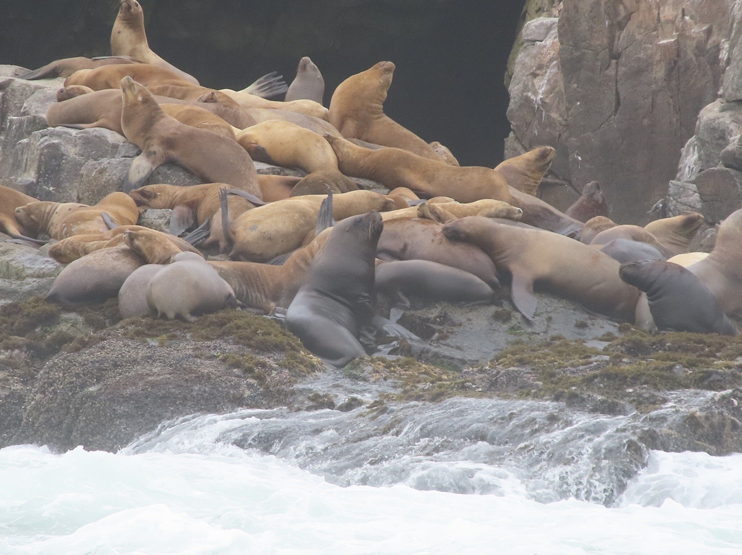 Islas Palomino-Callao必去景点