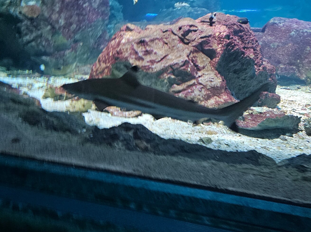 海底世界-杜梦湾必去景点