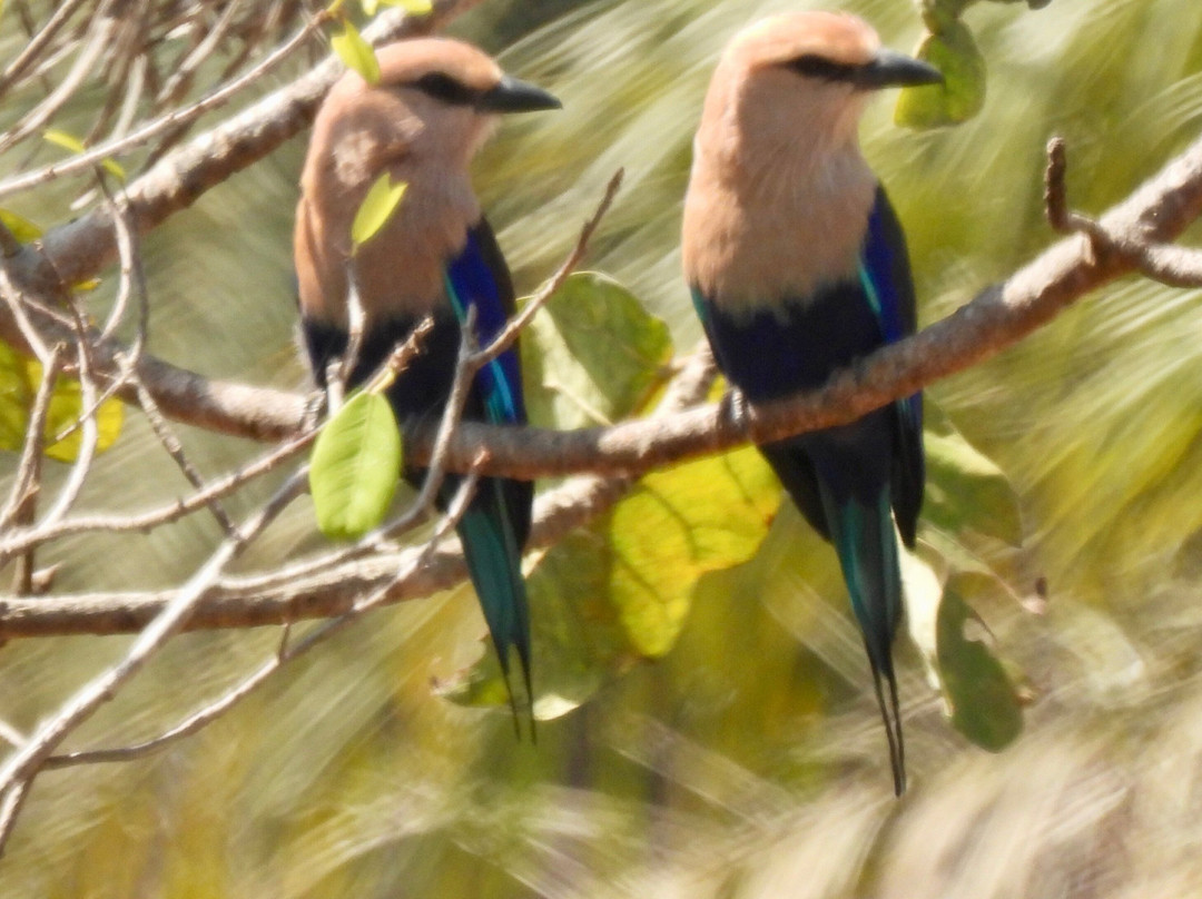 Bird Watching Tours Gambia景点图片