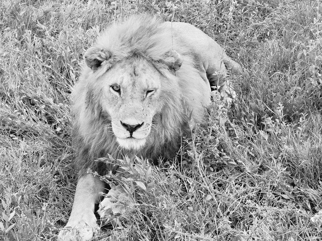 Kogatende serengeti safaris-Mugumu必去景点