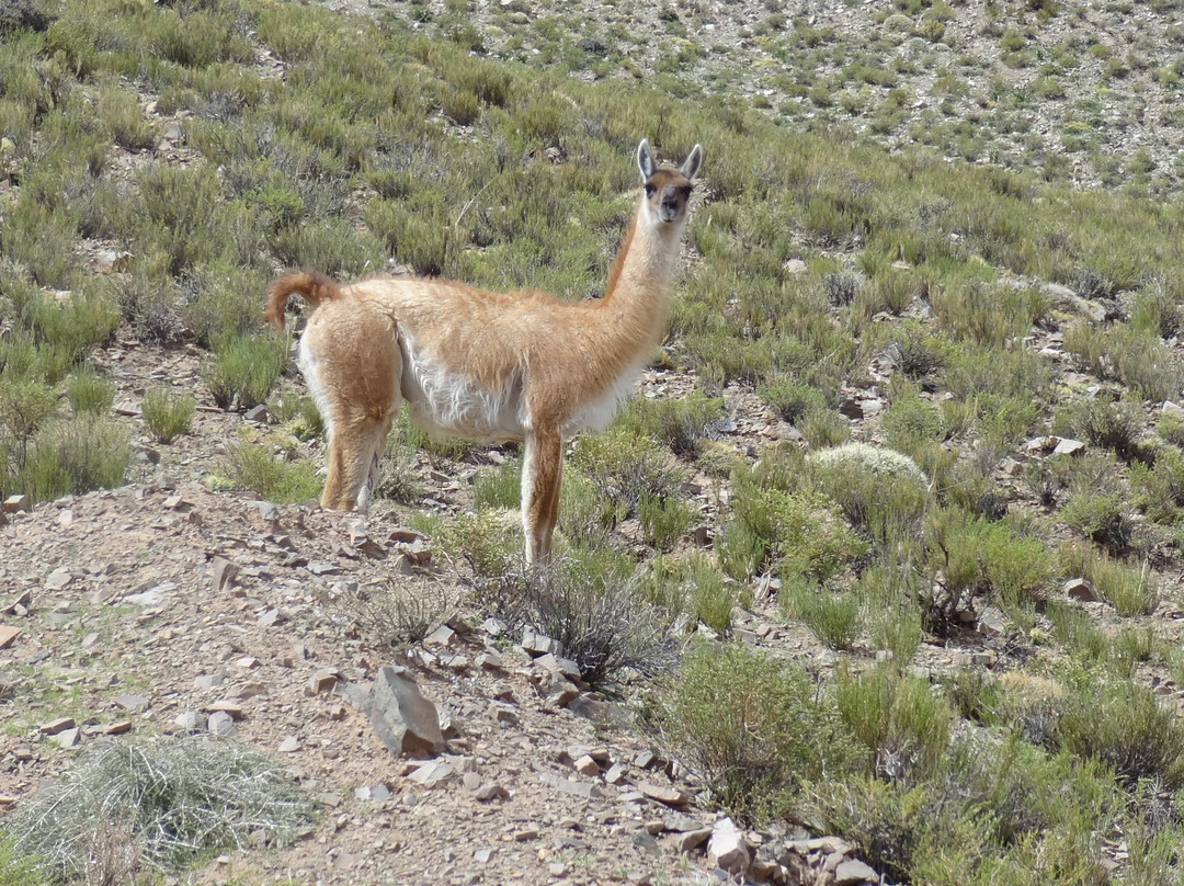 Andes Challenge-萨尔塔必去景点