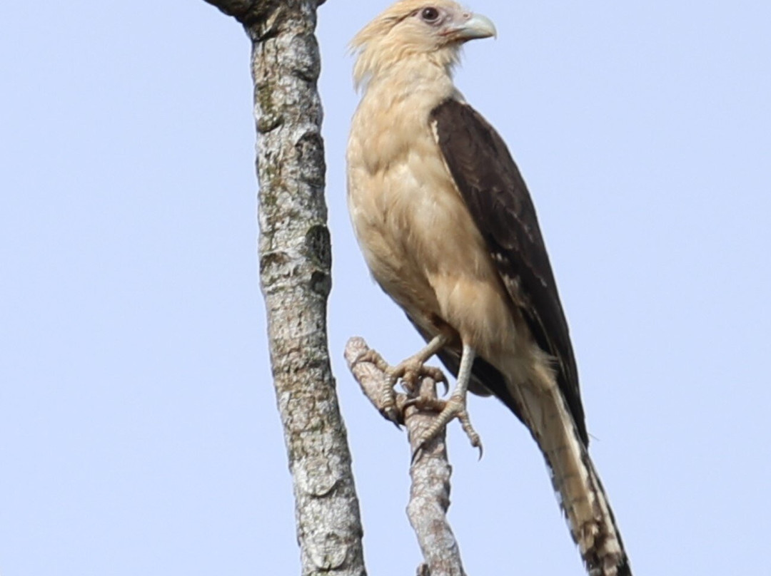 Hotel Jinetes de Osa主图