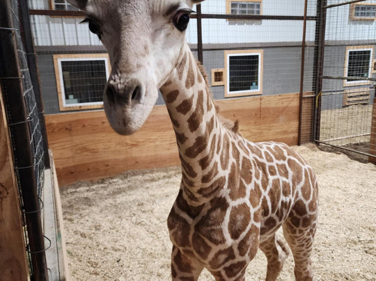 Giraffe Inn And Safari-New Boston必去景点