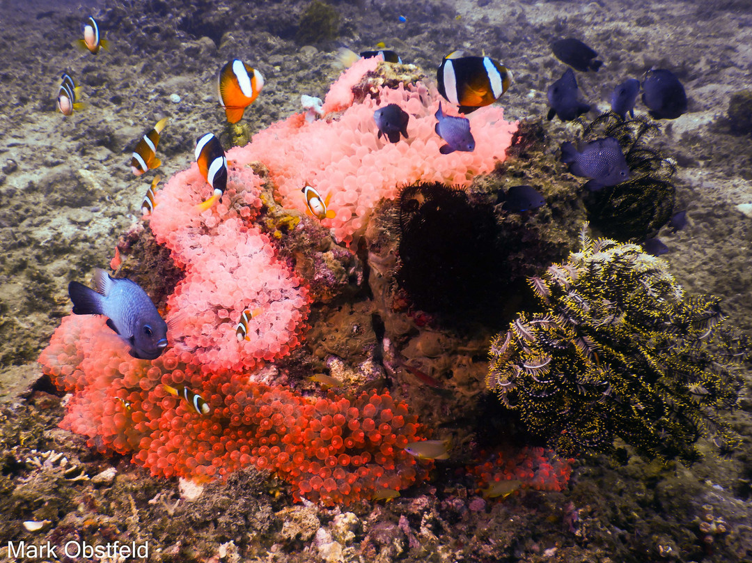 Marine Conservation Philippines-桑博安吉塔必去景点