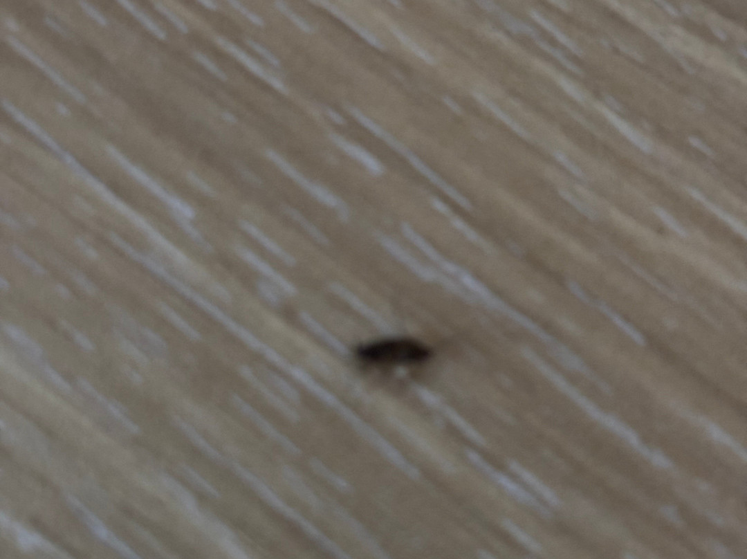 Road Lodge Pietermaritzburg主图