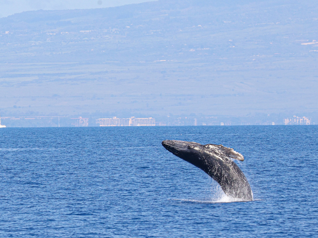 Alii Nui Sailing Charters-玛阿拉也亚必去景点