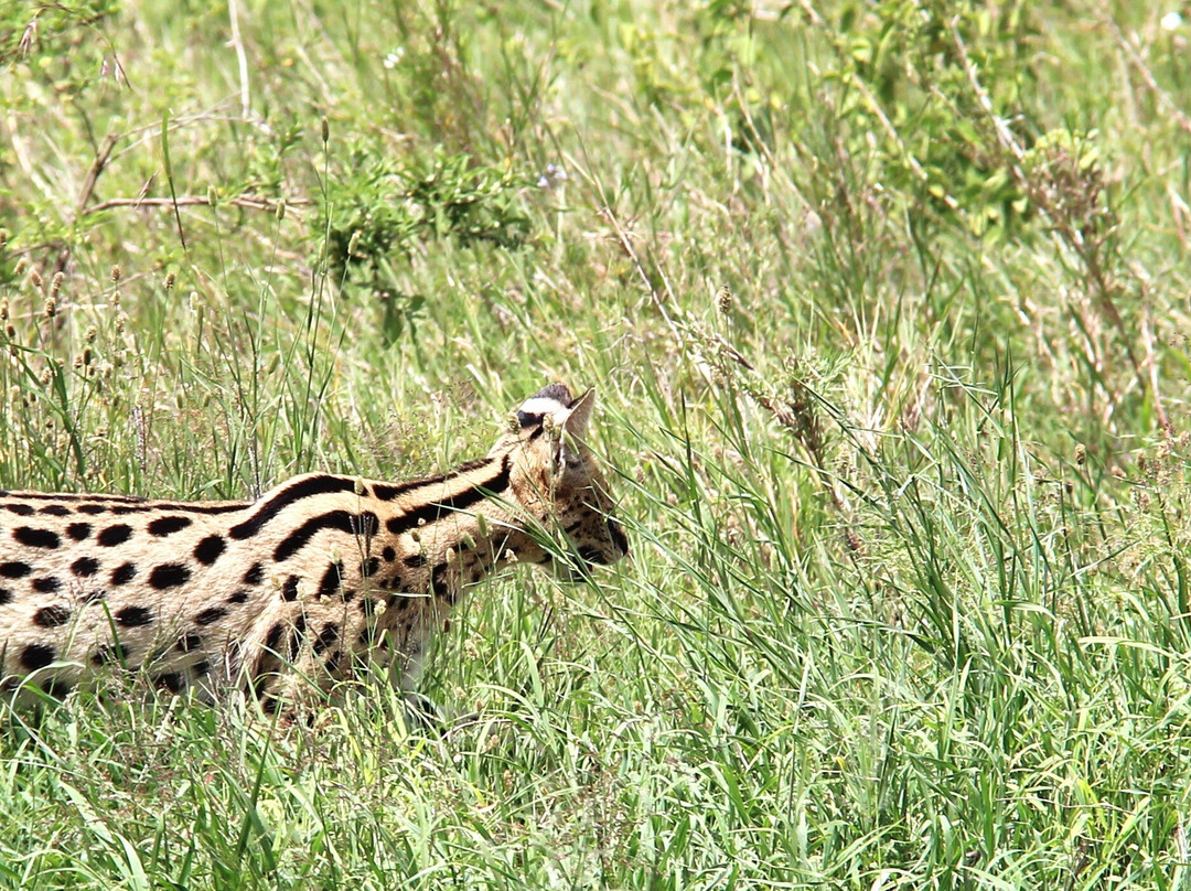 Objectif Tanzania-阿鲁沙必去景点