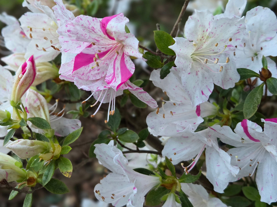 The Rusca House主图