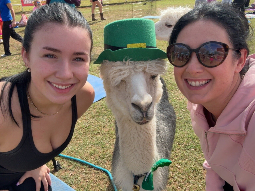 Goat Yoga Arizona-钱德勒必去景点