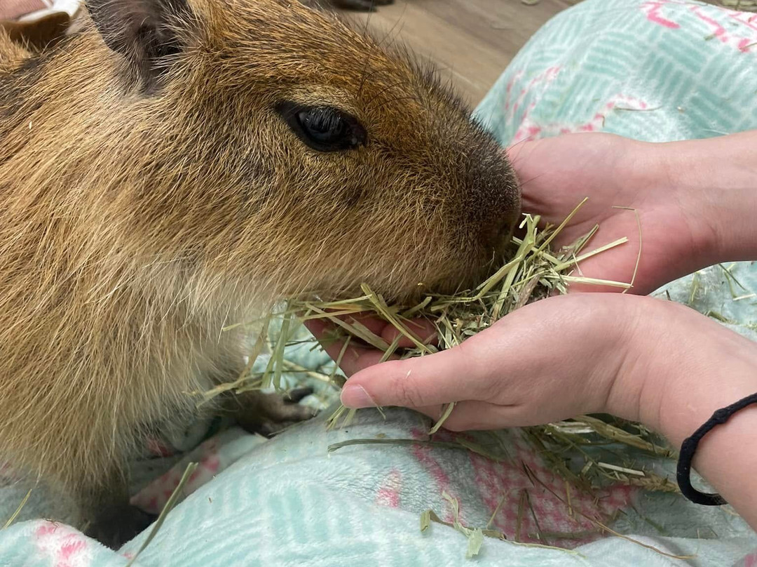 Capybara Cafe景点图片