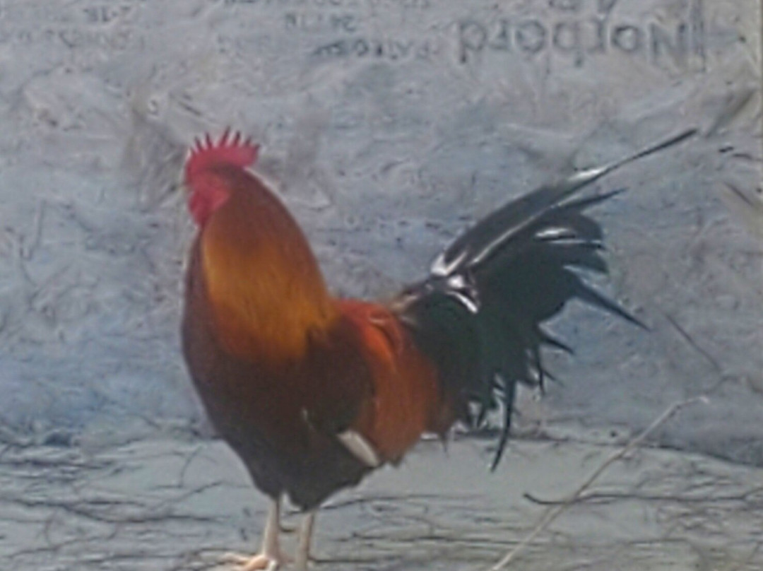 Colliers  Beach-East End必去景点