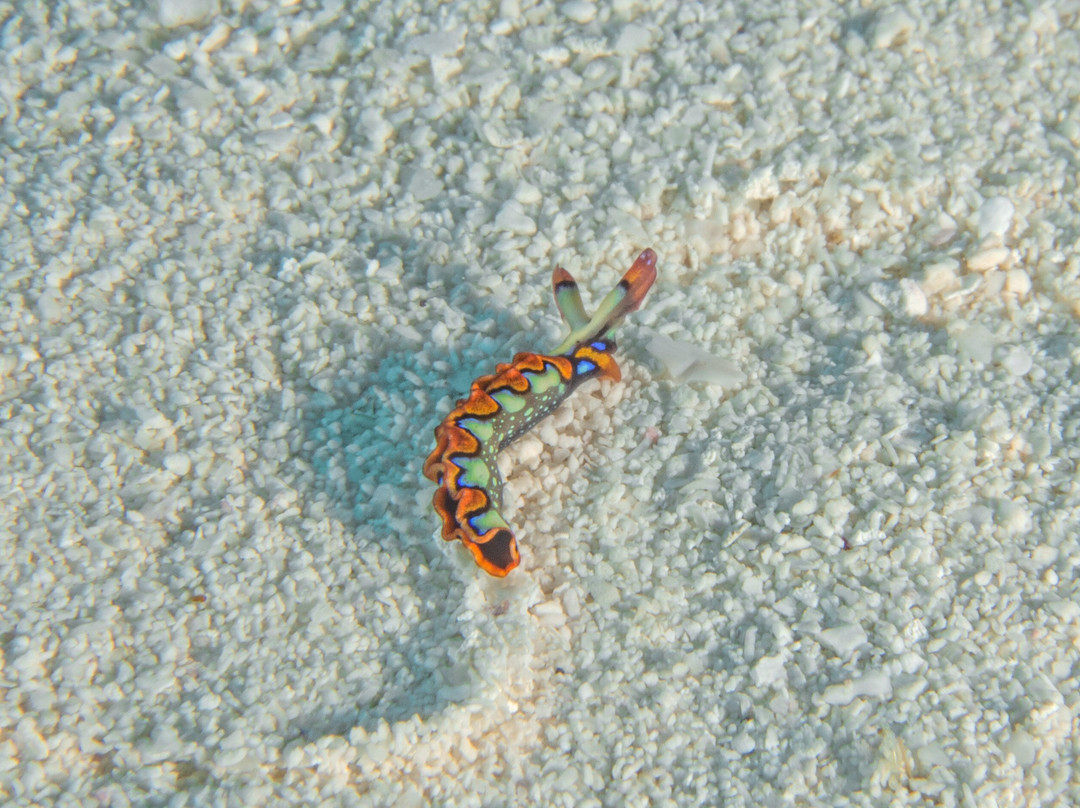 Bottom Time Divers-考祖梅必去景点