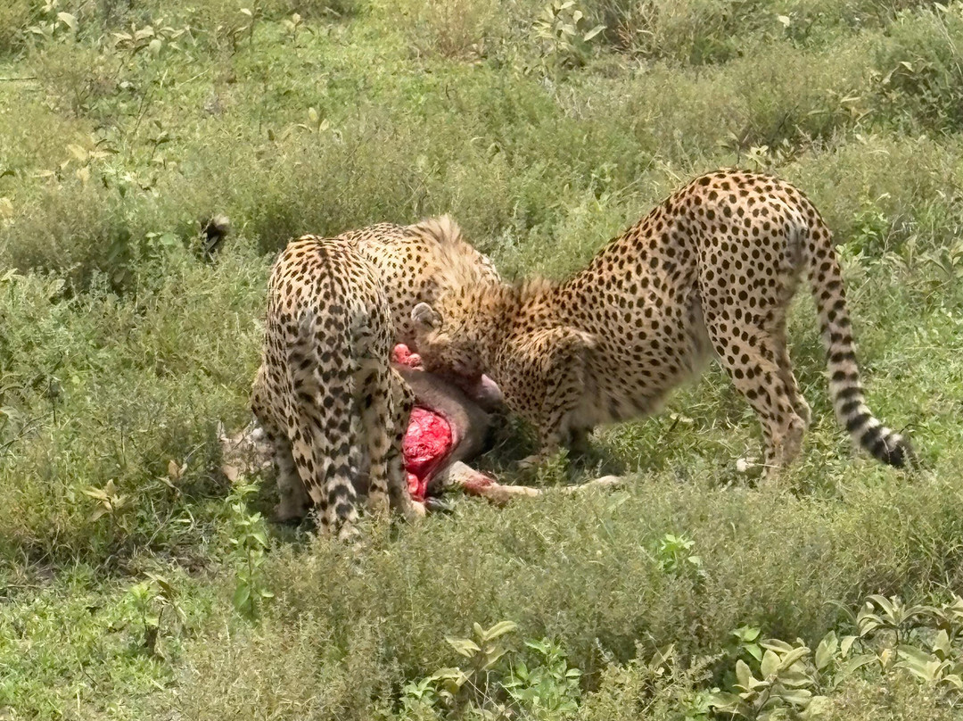 Alpine Chat Adventure-莫西必去景点